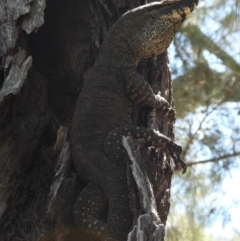 Varanus varius (Lace Monitor) at Burrinjuck, NSW - 17 Nov 2023 by Bidge