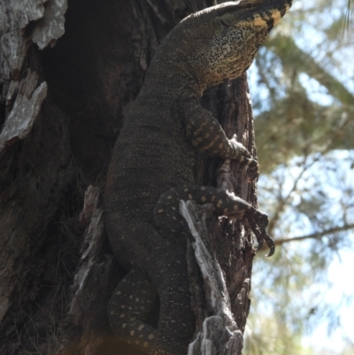 Varanus varius (Lace Monitor) at Burrinjuck Nature Reserve - 18 Nov 2023 by Bidge