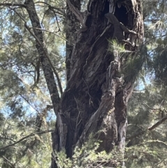 Varanus varius at Burrinjuck Nature Reserve - 18 Nov 2023