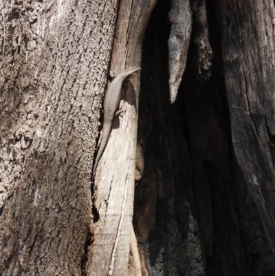 Egernia striolata (Tree Skink) at Burrinjuck, NSW - 18 Nov 2023 by Bidge