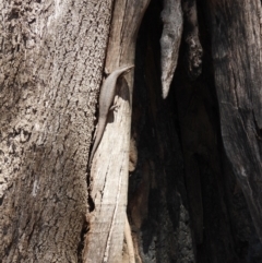 Egernia striolata (Tree Skink) at Burrinjuck Nature Reserve - 18 Nov 2023 by Bidge