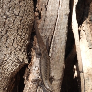 Egernia striolata at Burrinjuck Nature Reserve - 18 Nov 2023 11:10 AM