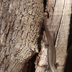 Egernia striolata at Burrinjuck Nature Reserve - 18 Nov 2023 11:10 AM