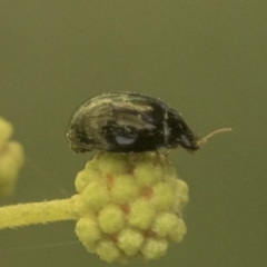 Unidentified Leaf beetle (Chrysomelidae) at Higgins, ACT - 29 Nov 2022 by AlisonMilton