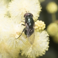 Psilota sp. (genus) (Hover fly) at Higgins, ACT - 29 Nov 2022 by AlisonMilton