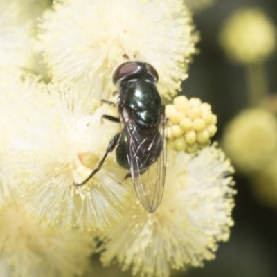 Psilota sp. (genus) (Hover fly) at Higgins, ACT - 29 Nov 2022 by AlisonMilton