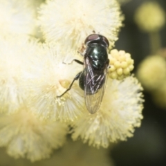 Psilota sp. (genus) at Higgins, ACT - 29 Nov 2022