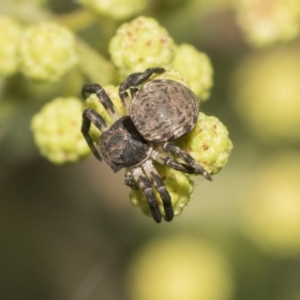 Cymbacha sp (genus) at Higgins, ACT - 29 Nov 2022 11:32 AM