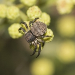 Cymbacha sp (genus) at Higgins, ACT - 29 Nov 2022