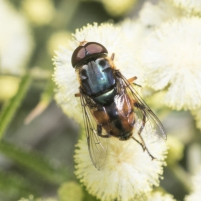 Austalis copiosa (Hover fly) at Higgins, ACT - 29 Nov 2022 by AlisonMilton