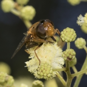 Austalis pulchella at Higgins, ACT - 29 Nov 2022