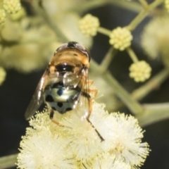 Austalis pulchella at Higgins, ACT - 29 Nov 2022