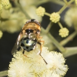 Austalis pulchella at Higgins, ACT - 29 Nov 2022