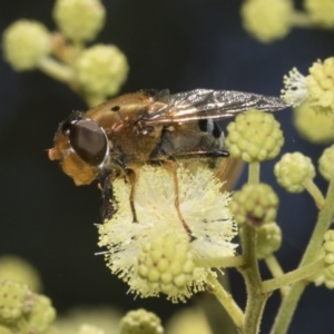 Austalis pulchella at Higgins, ACT - 29 Nov 2022