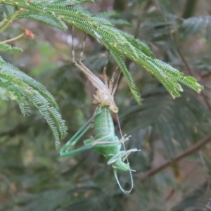 Caedicia simplex at Tuggeranong Hill - 24 Nov 2023