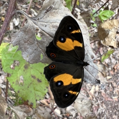 Tisiphone abeona (Varied Sword-grass Brown) at Nadgee Nature Reserve - 15 Nov 2023 by Pirom