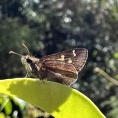 Unidentified Skipper (Hesperiidae) at Nadgee, NSW - 19 Nov 2023 by Pirom