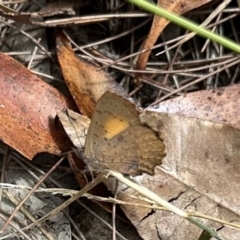 Paralucia aurifera at Nadgee Nature Reserve - 15 Nov 2023 by Pirom