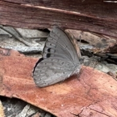 Erina hyacinthina (Varied Dusky-blue) at Nadgee Nature Reserve - 21 Nov 2023 by Pirom