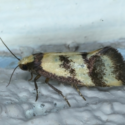 Olbonoma triptycha (Chezela Group) at Ainslie, ACT - 22 Nov 2023 by jb2602