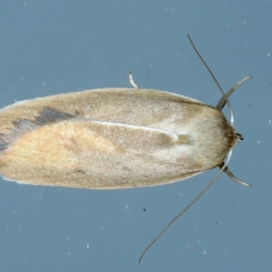 Ptyoptila matutinella at Ainslie, ACT - 22 Nov 2023