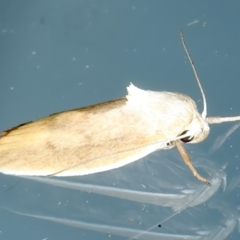 Ptyoptila matutinella at Ainslie, ACT - 22 Nov 2023