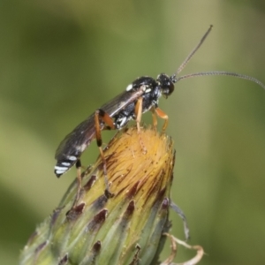 Ichneumonoidea (Superfamily) at Higgins, ACT - 29 Nov 2022 10:56 AM