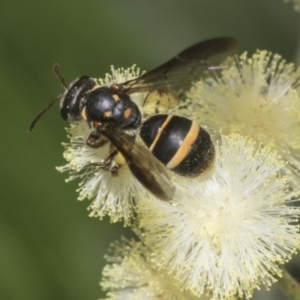 Lasioglossum (Australictus) peraustrale at Higgins, ACT - 29 Nov 2022 11:34 AM