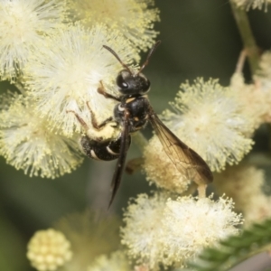 Lasioglossum (Australictus) peraustrale at Higgins, ACT - 29 Nov 2022