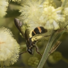 Lasioglossum (Australictus) peraustrale at Higgins, ACT - 29 Nov 2022