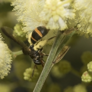 Lasioglossum (Australictus) peraustrale at Higgins, ACT - 29 Nov 2022 11:34 AM