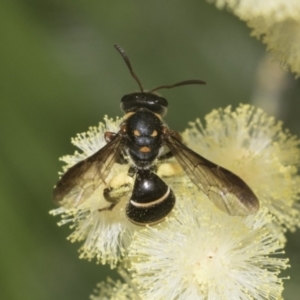 Lasioglossum (Australictus) peraustrale at Higgins, ACT - 29 Nov 2022 11:34 AM