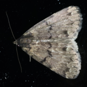 Mormoscopa phricozona at Ainslie, ACT - 22 Nov 2023 09:02 PM