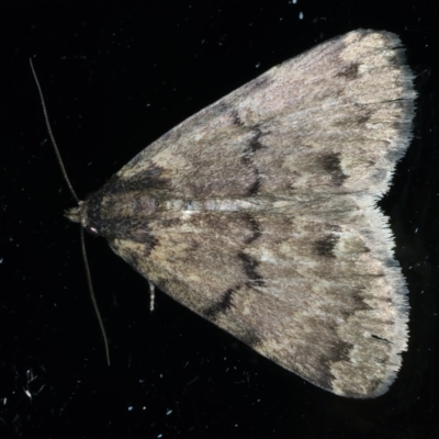 Mormoscopa phricozona (A Herminiid Moth) at Ainslie, ACT - 22 Nov 2023 by jb2602