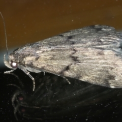 Mormoscopa phricozona at Ainslie, ACT - 22 Nov 2023 09:02 PM