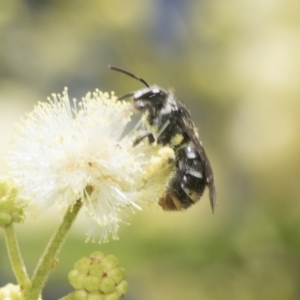 Lipotriches (Austronomia) ferricauda at Higgins, ACT - 29 Nov 2022 11:21 AM