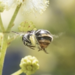 Lipotriches (Austronomia) ferricauda at Higgins, ACT - 29 Nov 2022 11:21 AM