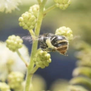 Lipotriches (Austronomia) ferricauda at Higgins, ACT - 29 Nov 2022