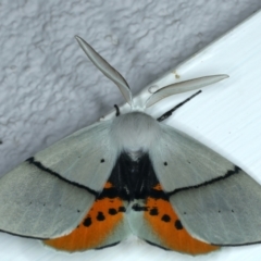 Gastrophora henricaria (Fallen-bark Looper, Beautiful Leaf Moth) at Ainslie, ACT - 22 Nov 2023 by jb2602