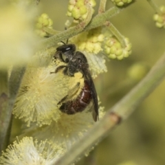 Lasioglossum (Homalictus) ctenander at Higgins, ACT - 29 Nov 2022 by AlisonMilton