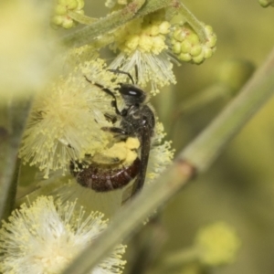 Lasioglossum (Homalictus) ctenander at Higgins, ACT - 29 Nov 2022