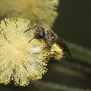 Lasioglossum (Homalictus) ctenander at Higgins, ACT - 29 Nov 2022