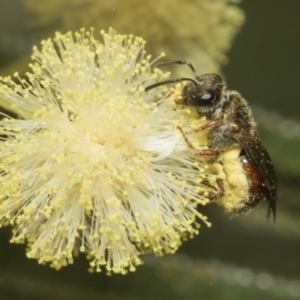 Lasioglossum (Homalictus) ctenander at Higgins, ACT - 29 Nov 2022 11:26 AM