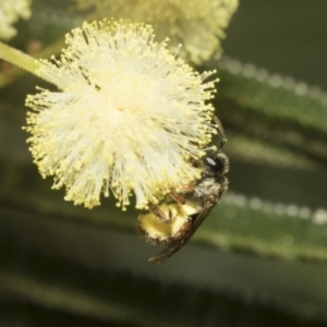 Lasioglossum (Homalictus) ctenander at Higgins, ACT - 29 Nov 2022