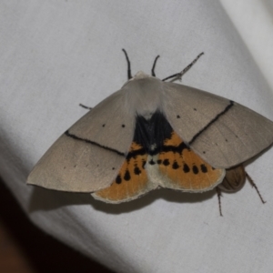 Gastrophora henricaria at Higgins, ACT - 24 Dec 2022