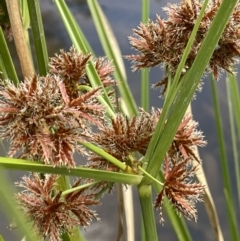 Cyperus gunnii subsp. gunnii (Flecked Flat-Sedge) at Wambrook, NSW - 23 Nov 2023 by JaneR