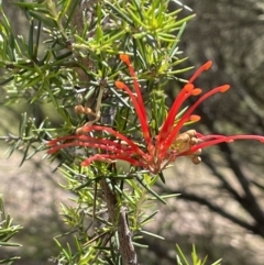 Grevillea juniperina subsp. fortis (Grevillea) at Wambrook, NSW - 23 Nov 2023 by JaneR