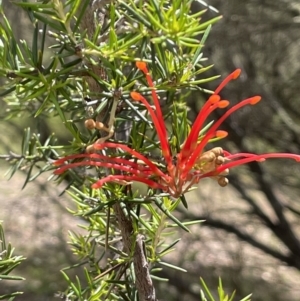 Grevillea juniperina subsp. fortis at Wambrook, NSW - 23 Nov 2023