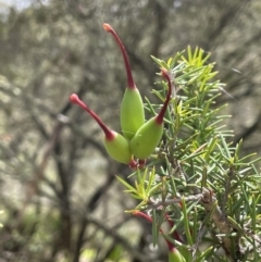 Grevillea juniperina subsp. fortis at Wambrook, NSW - 23 Nov 2023 12:03 PM