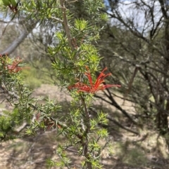 Grevillea juniperina subsp. fortis at Wambrook, NSW - 23 Nov 2023 12:03 PM